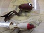 【ｾｯﾄ商品】ｵｰﾙﾄﾞﾌﾛｯｸﾞｾｯﾄ