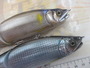 【ｾｯﾄ商品】ｼﾞｮｲｸﾛ､ﾀﾞｲﾜｺﾗﾎﾞ2点ｾｯﾄ