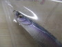 【ｾｯﾄ商品】ﾉｰｽｸﾗﾌﾄRM125､3点ｾｯﾄ