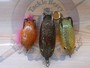 【ｾｯﾄ商品】雷魚ﾙｱｰｾｯﾄ　ﾛﾃﾞｵｸﾗﾌﾄ