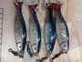 【ｾｯﾄ商品】ABU SHINER ｼｬｲﾅｰ 14個