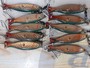 【ｾｯﾄ商品】ABU SHINER ｼｬｲﾅｰ 14個